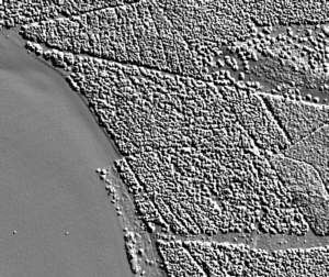 Rosenfeld, Kreis Torgau-Oschatz. Bronzezeitliche Hügelgräber. Airborne Laserscanning. First Pulse-Mode Rosenfeld, Kreis Torgau-Oschatz. Bronzezeitliche Hügelgräber. Airborne Laserscanning. First Pulse-Mode